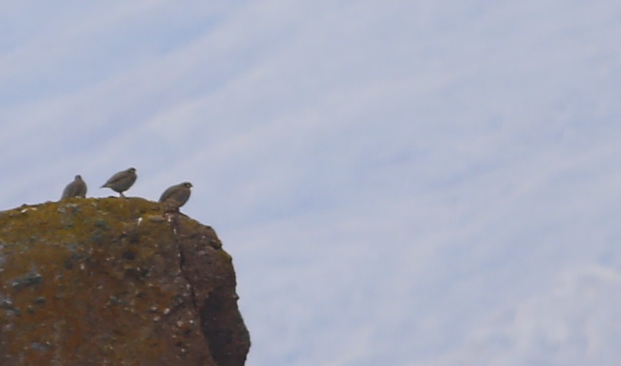 Chukar Partridge