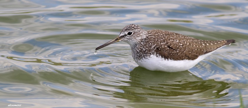 Green Sandpiper