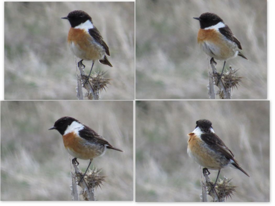 European Stonechat