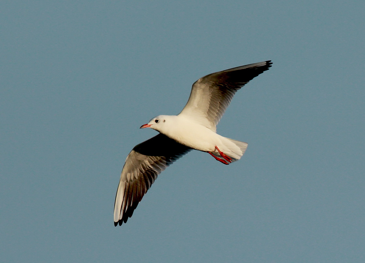 Black-headed Gull