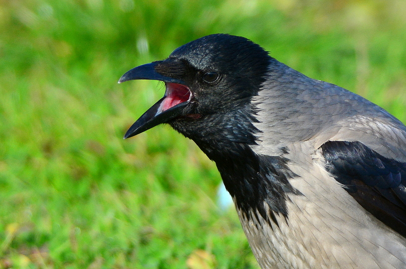 Hooded Crow