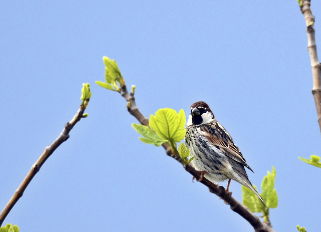 Spanish Sparrow