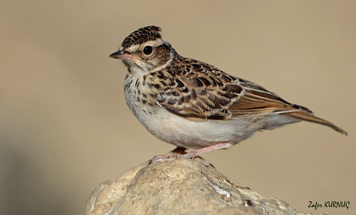 Woodlark