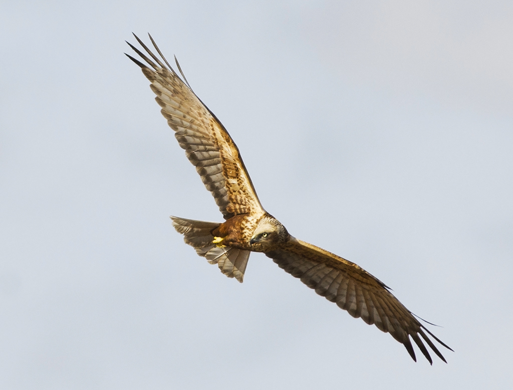 Western Marsh Harrier