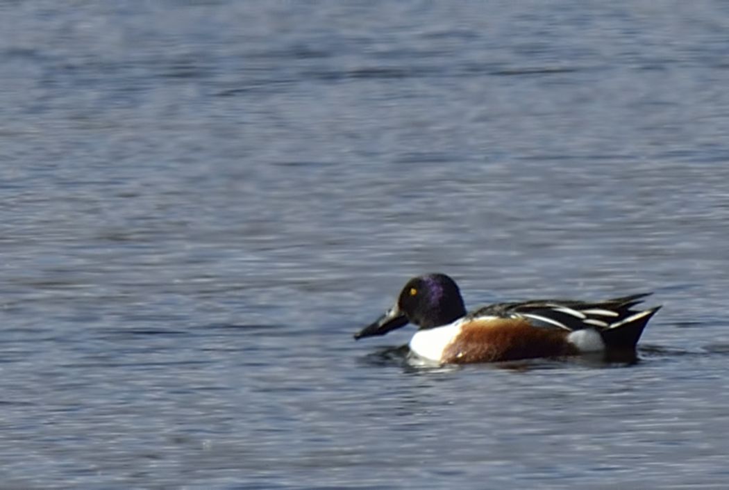Northern Shoveler