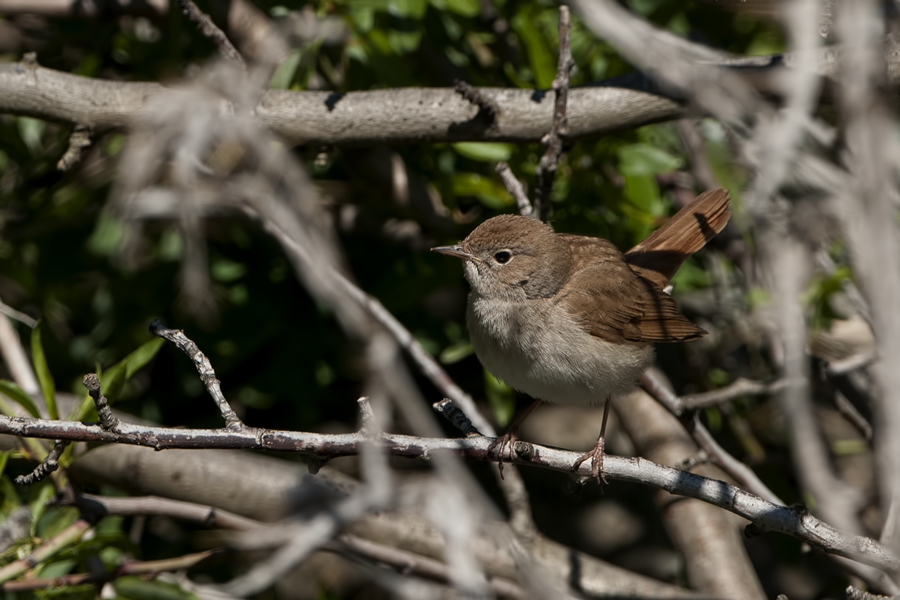 Common Nightingale