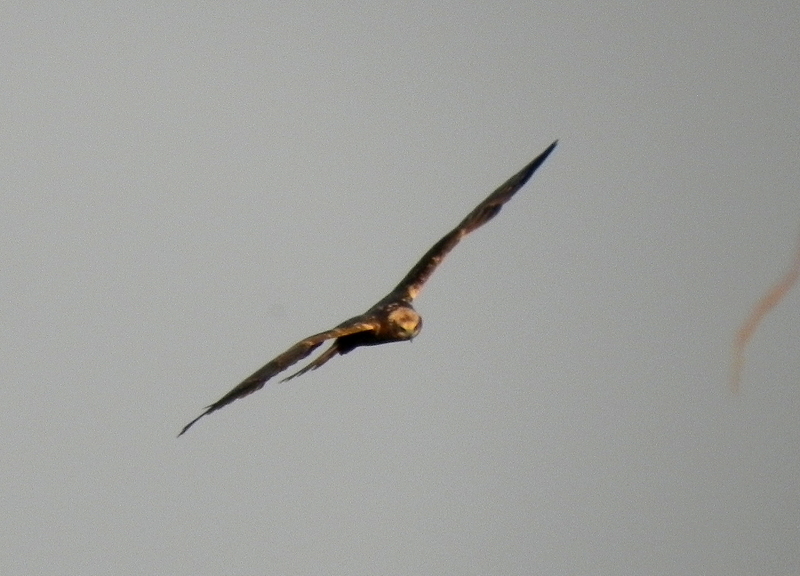 Western Marsh Harrier