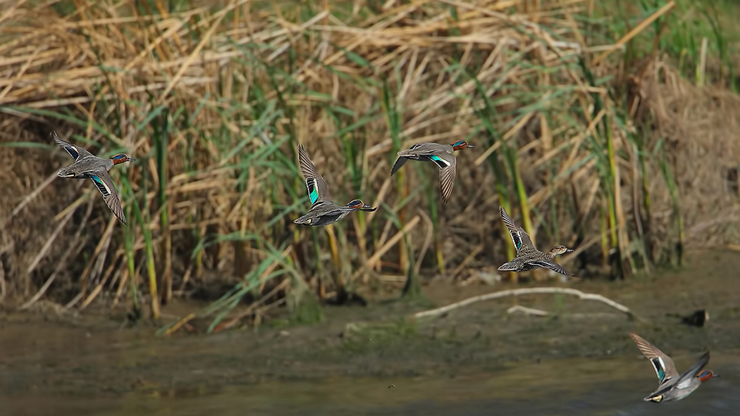 Eurasian Teal