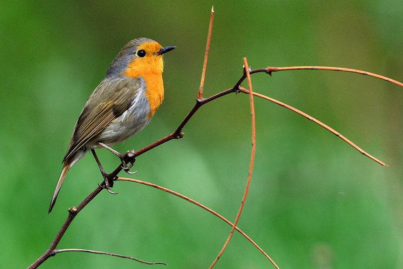 European Robin