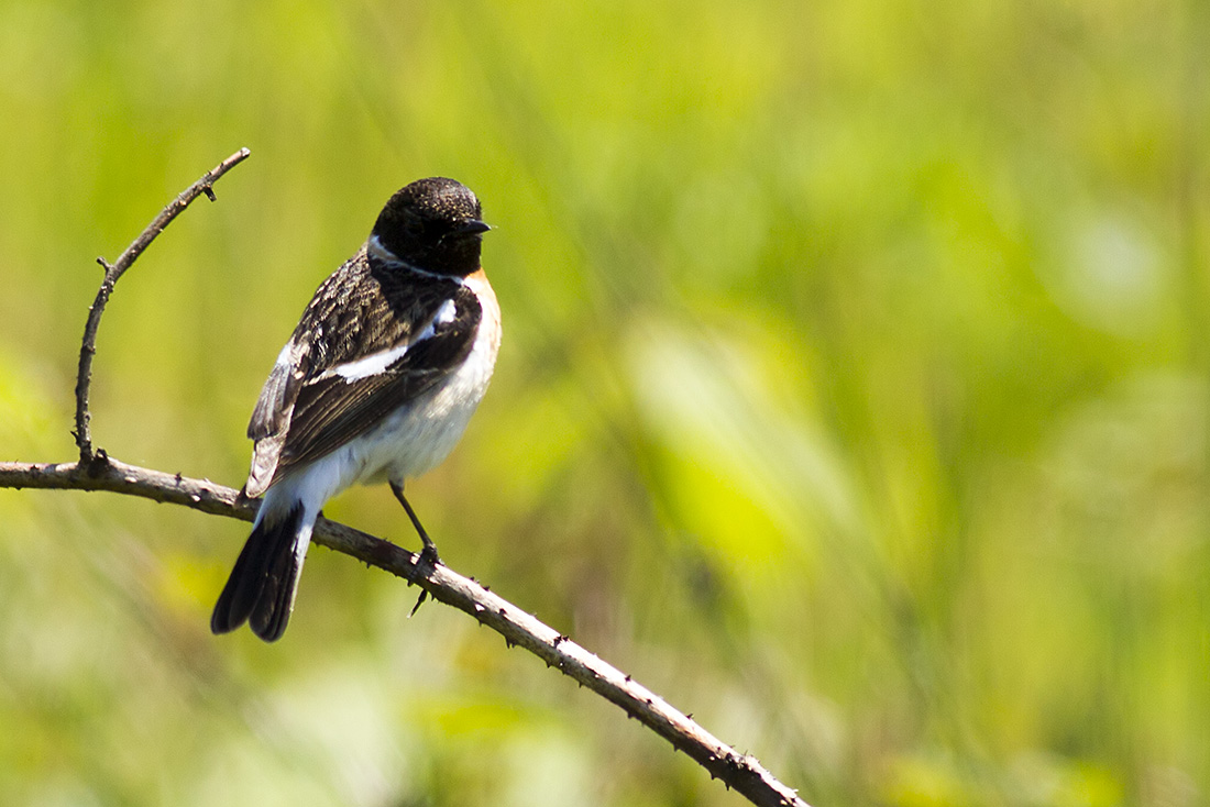 Siberian Stonechat