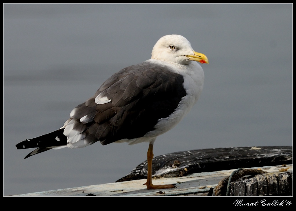 Lesser Black-backed Gull