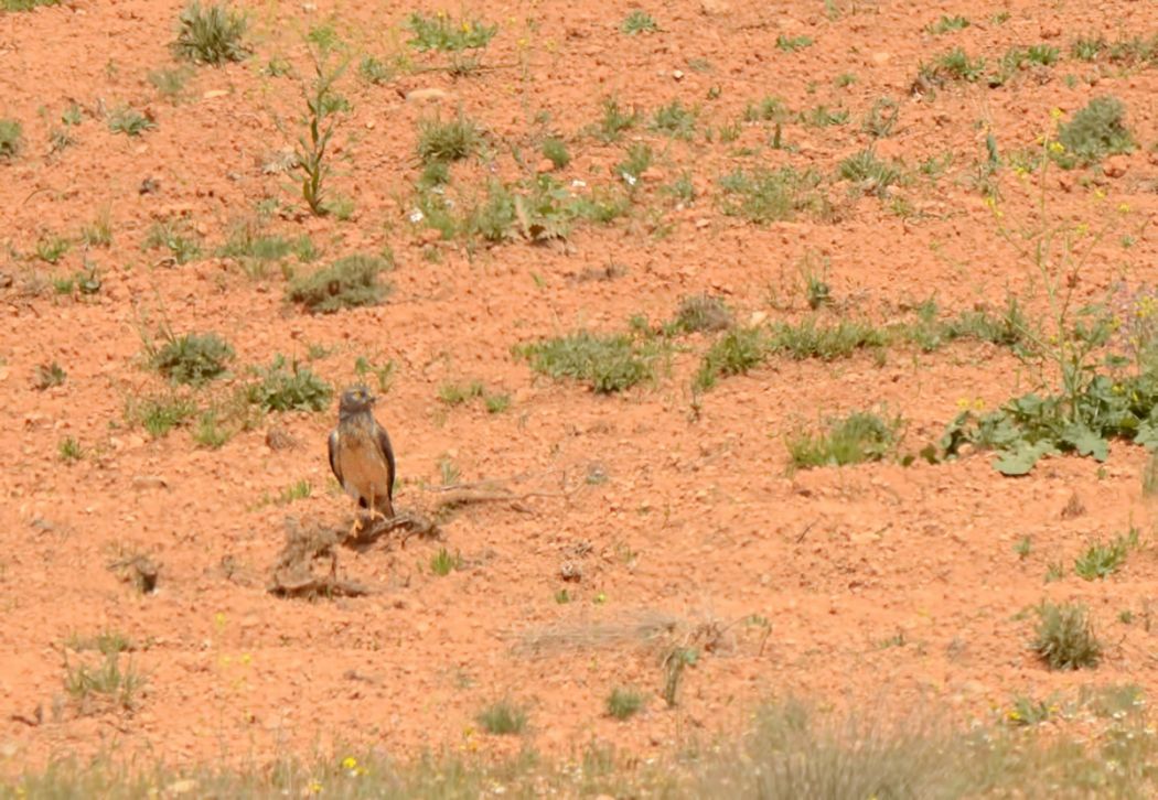Montagu`s Harrier