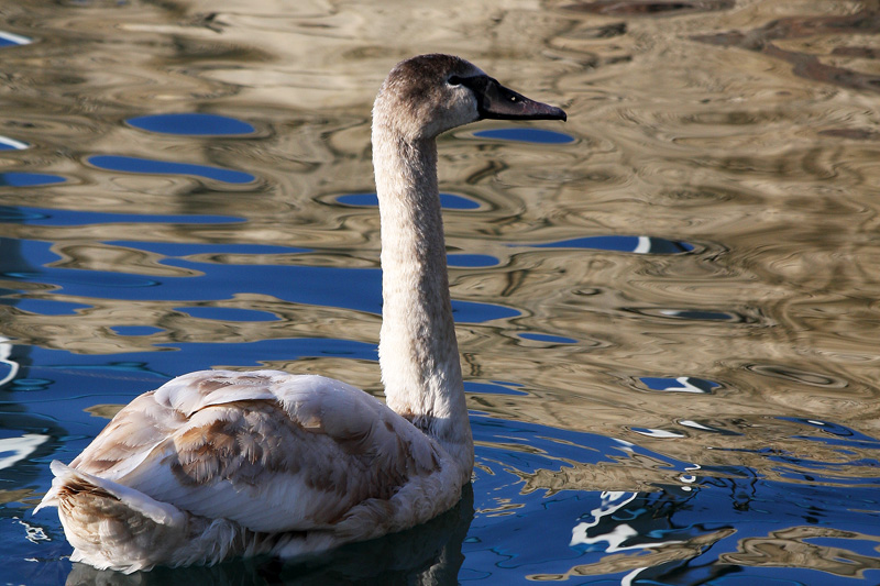 Mute Swan