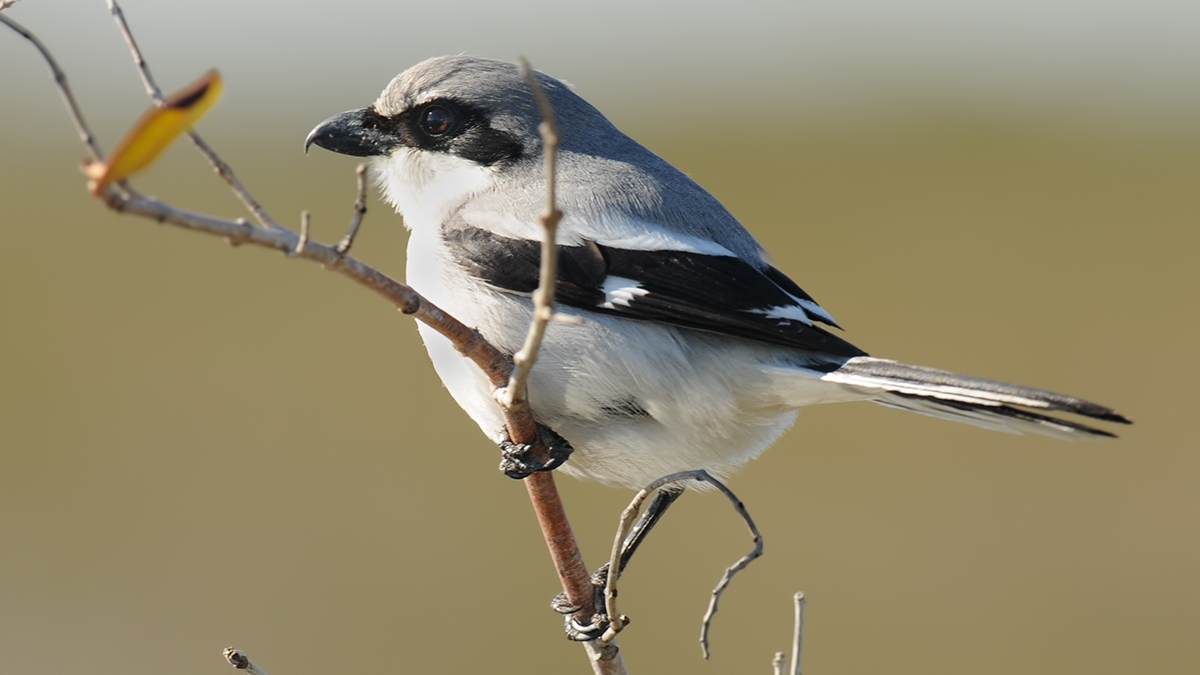 Great Grey Shrike