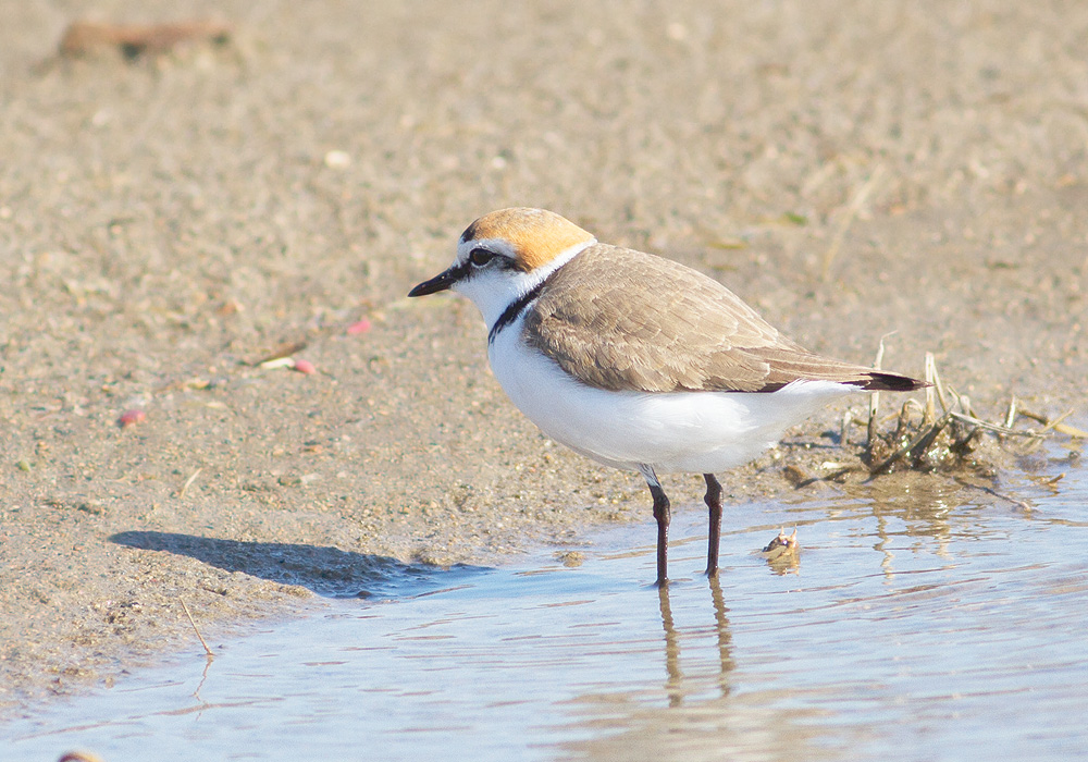 Kentish Plover