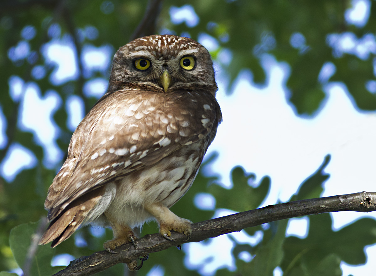 Little Owl