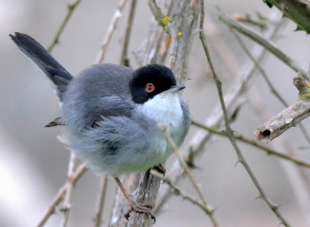 Sardinian Warbler