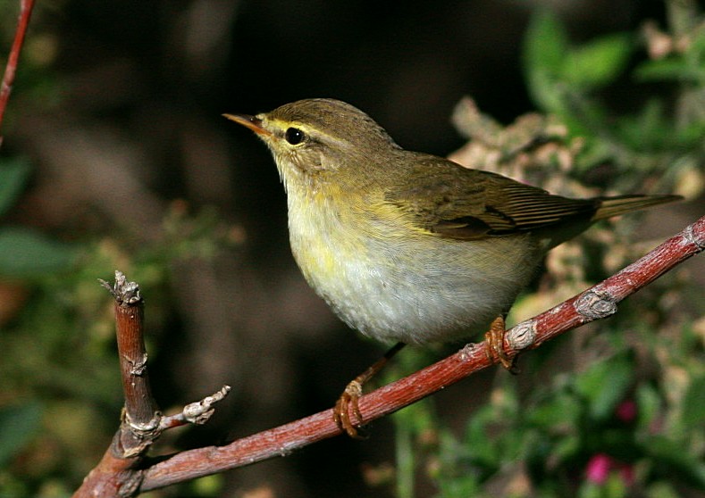 Willow Warbler