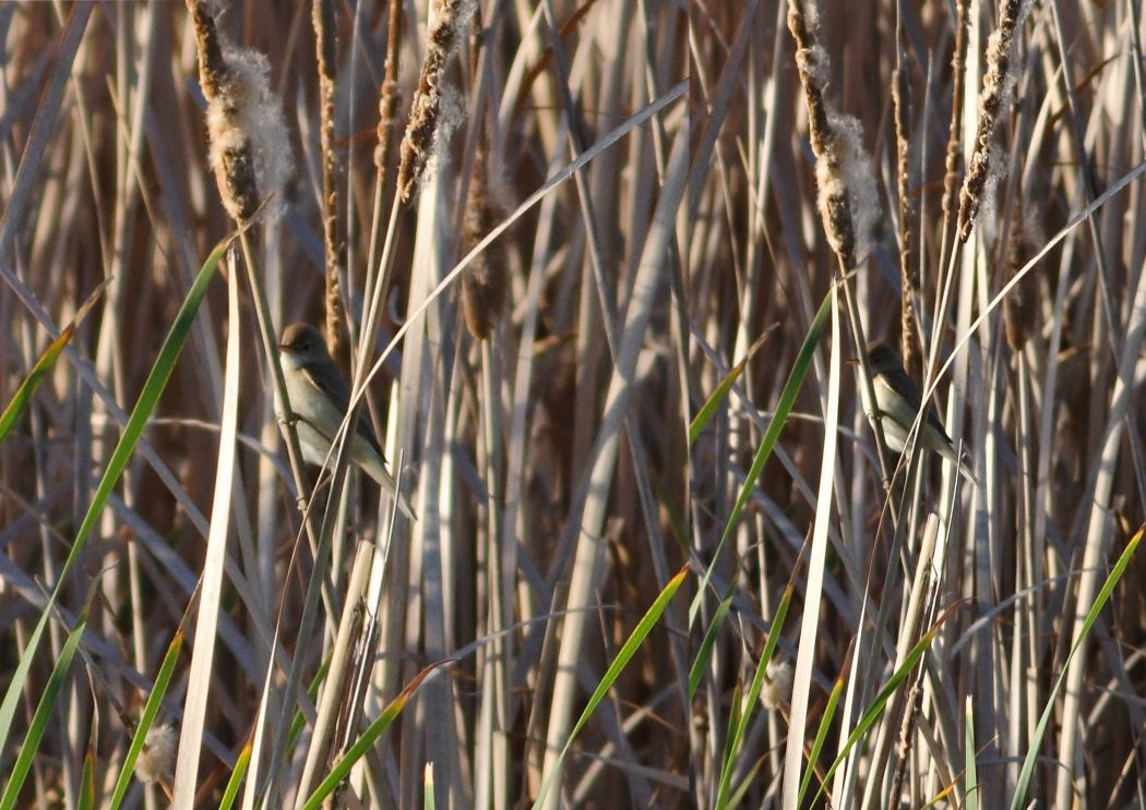 Common Reed Warbler