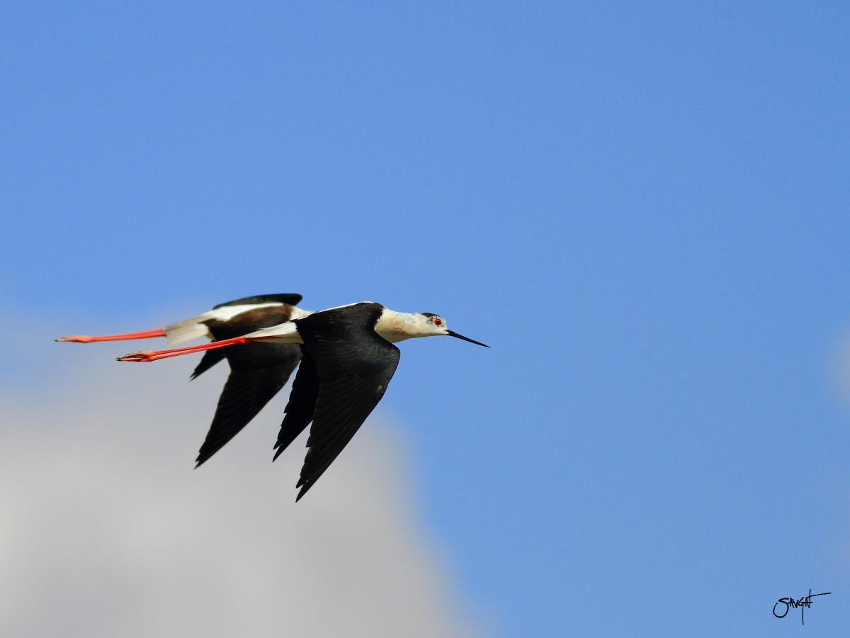 Black-winged Stilt