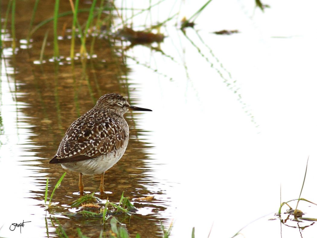 Wood Sandpiper