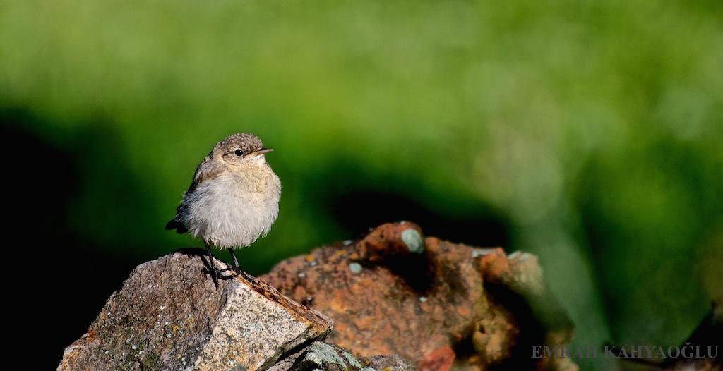 Northern Wheatear