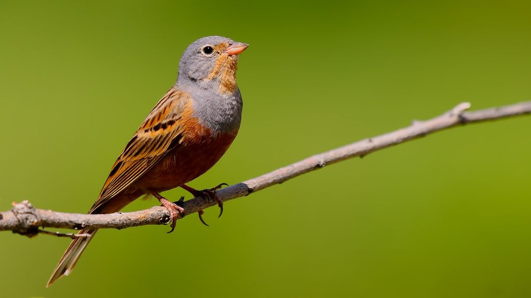 Cretzschmar`s Bunting