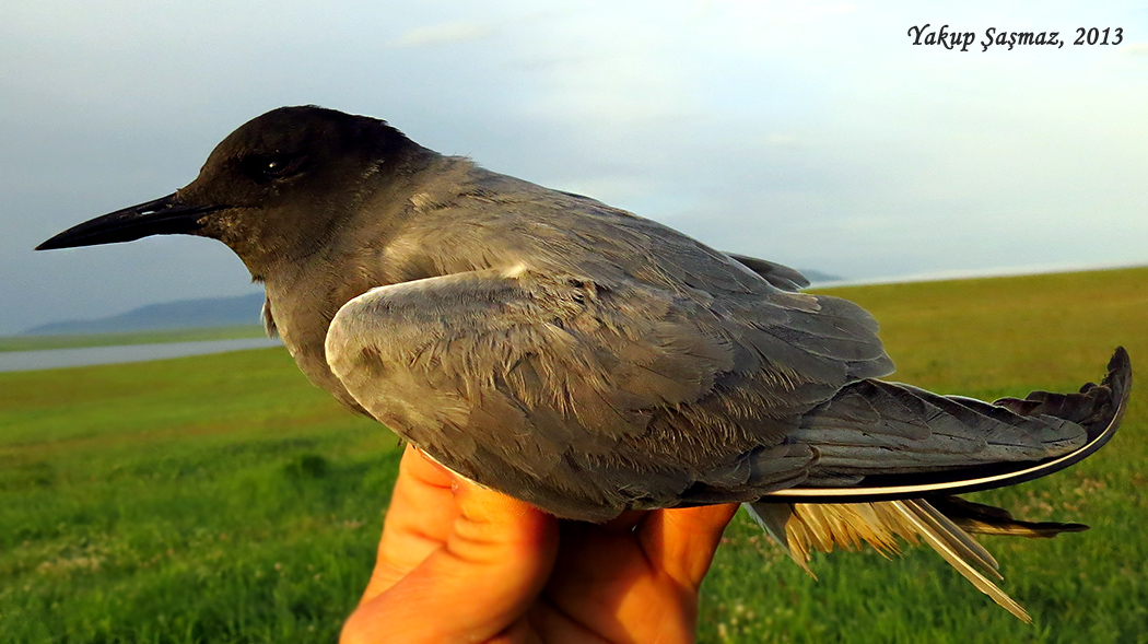 Black Tern