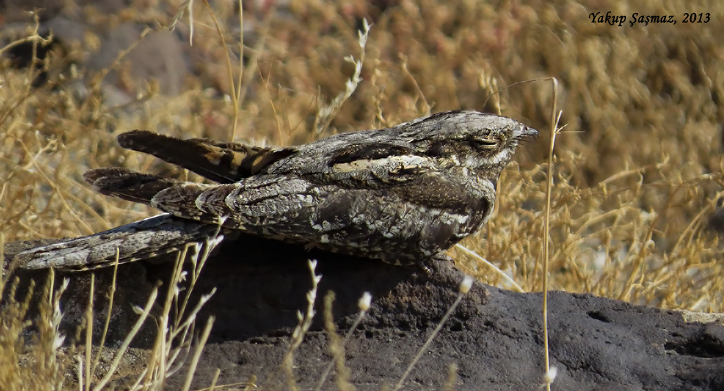 European Nightjar