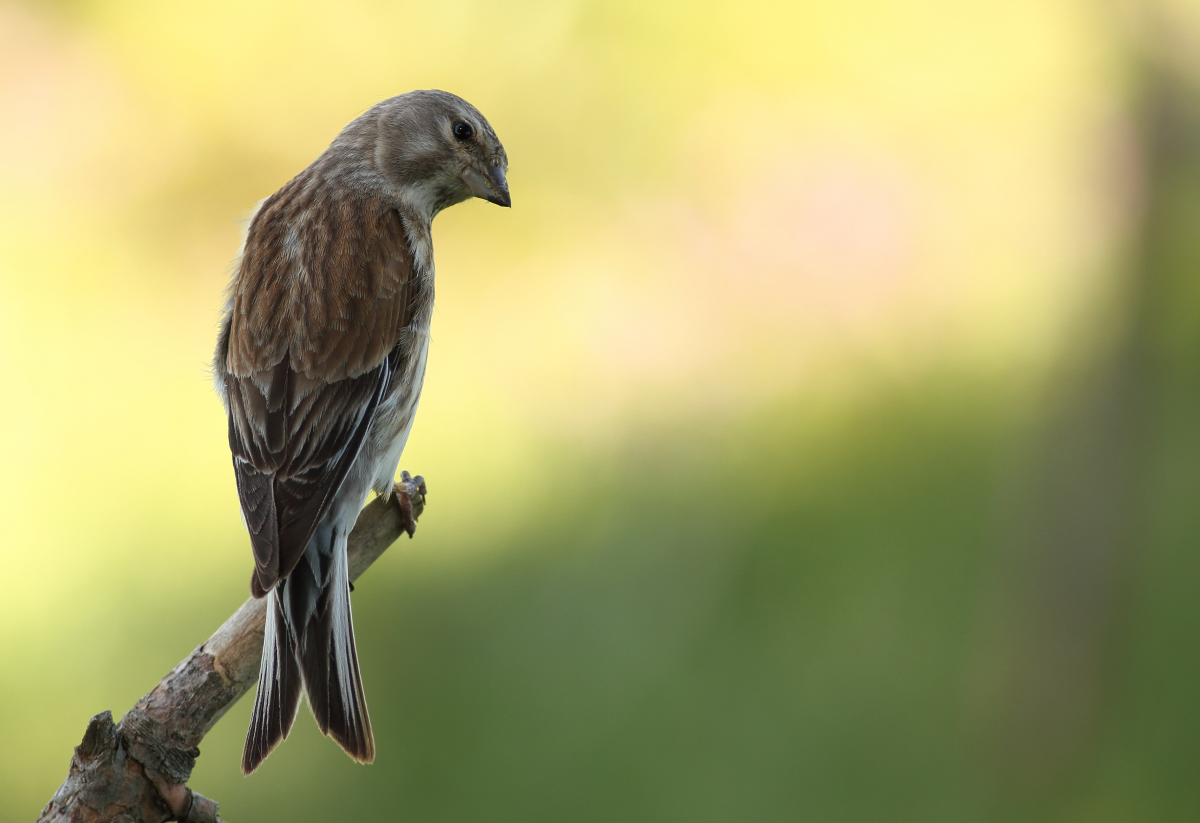 Common Linnet