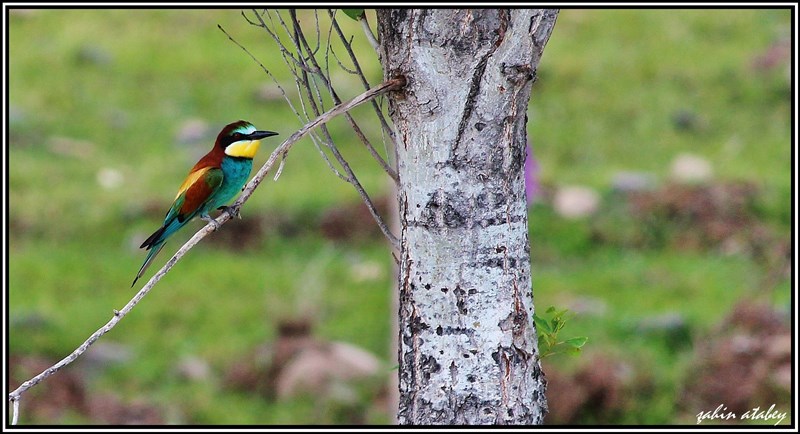 European Bee-eater