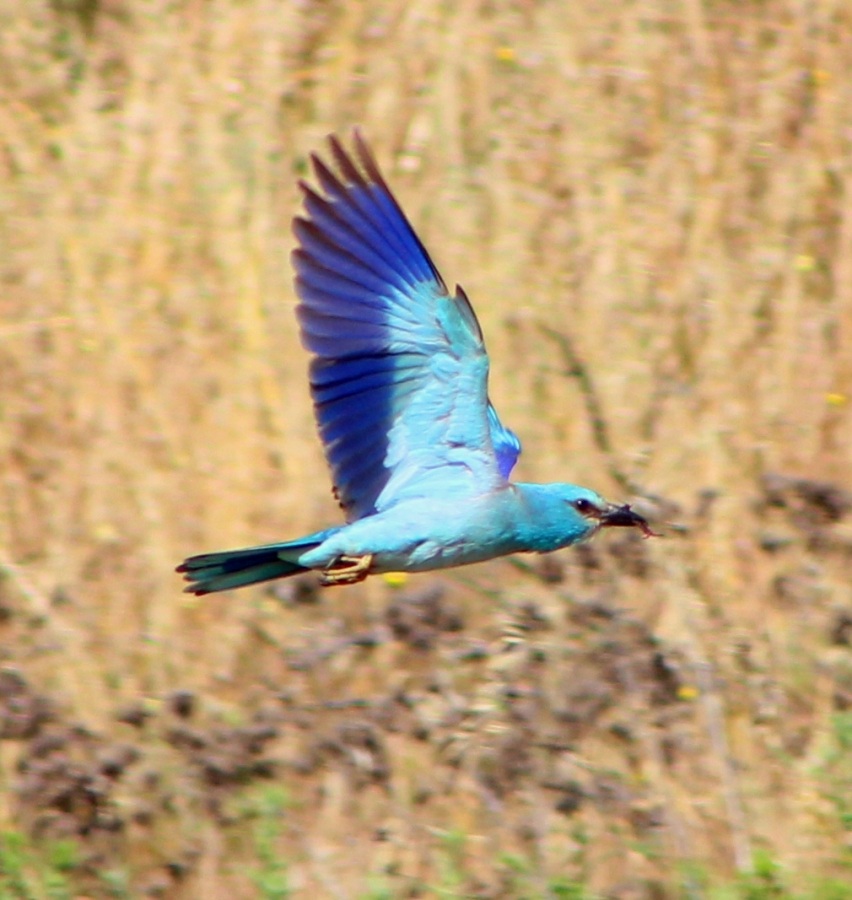 European Roller