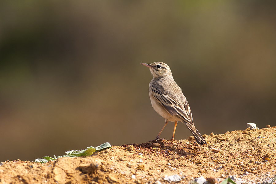 Tawny Pipit