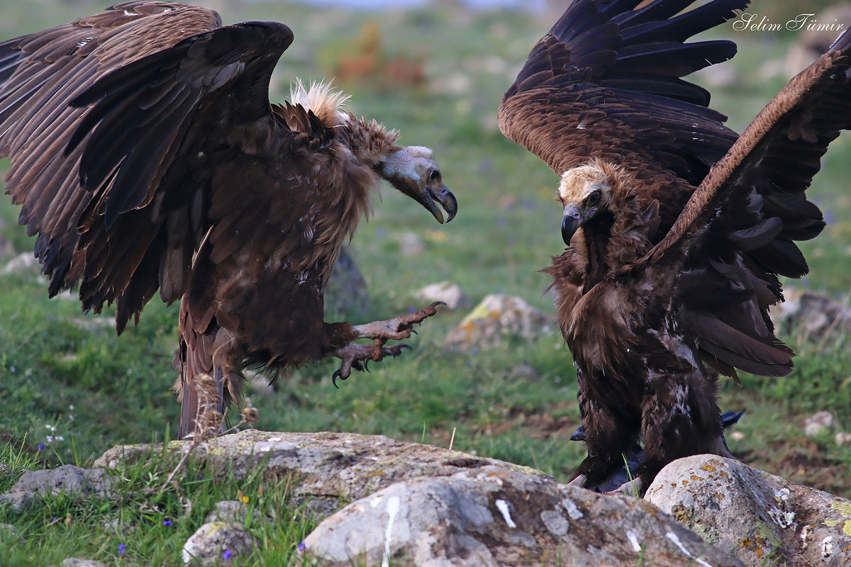 Cinereous Vulture