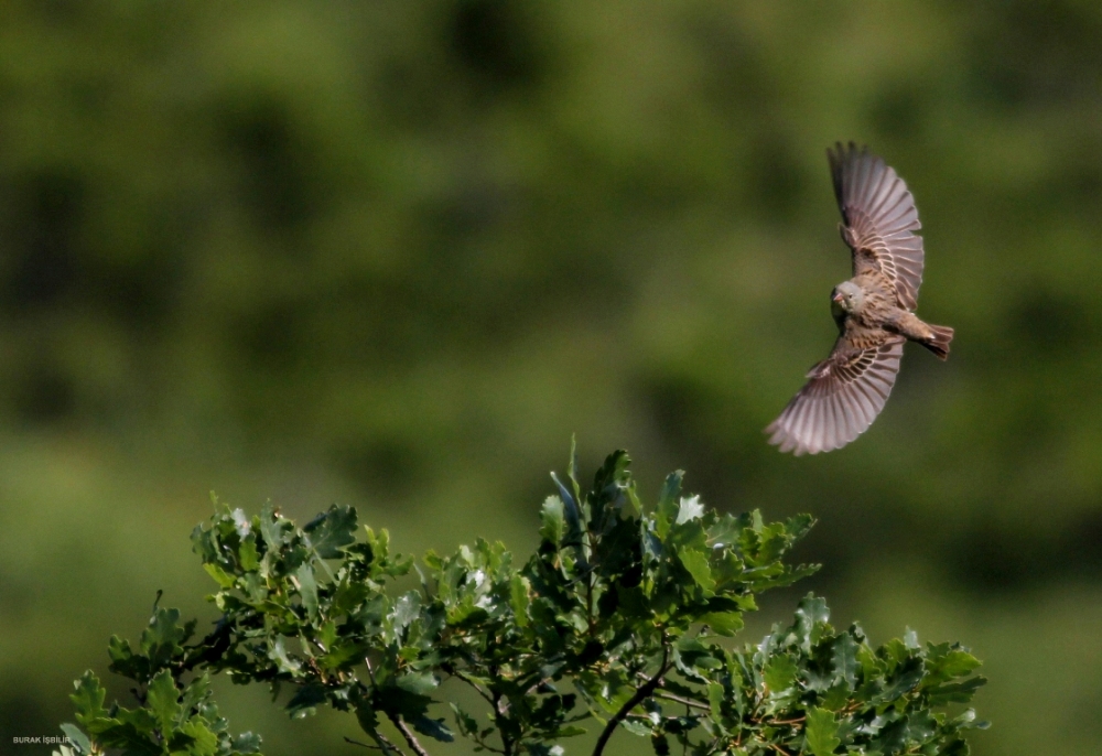 Ortolan Bunting