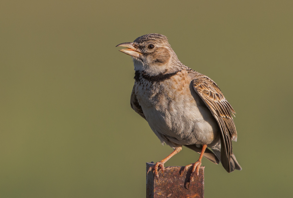 Calandra Lark