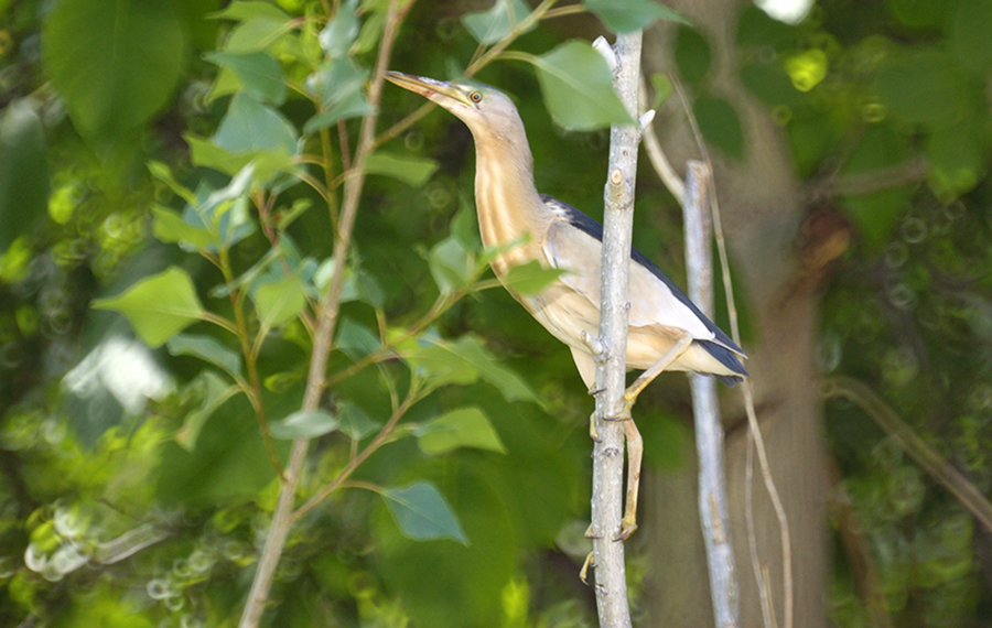 Little Bittern