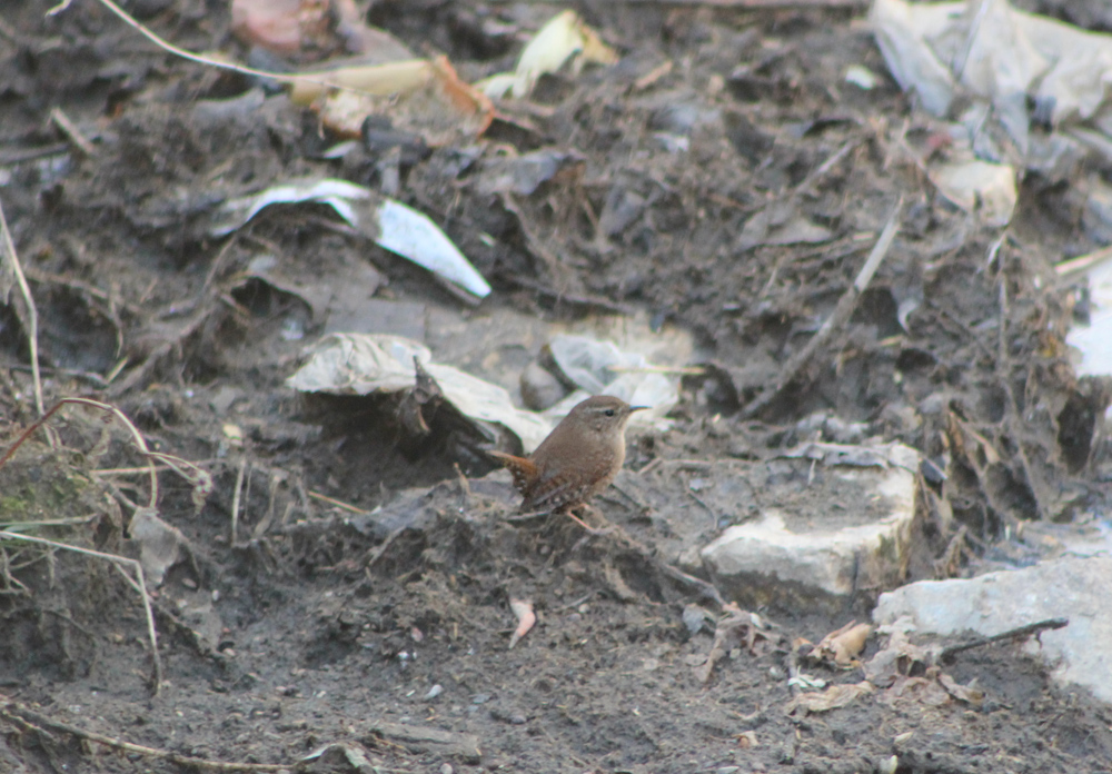 Eurasian Wren
