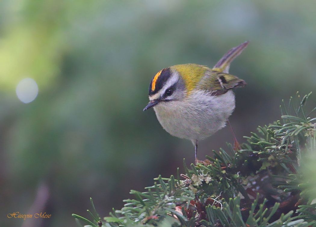 Common Firecrest