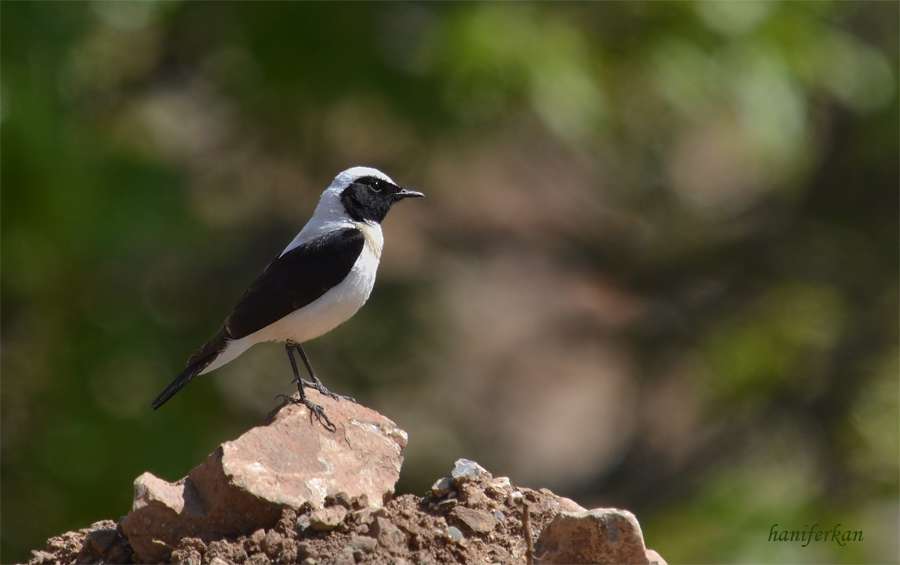 Black-eared Wheatear