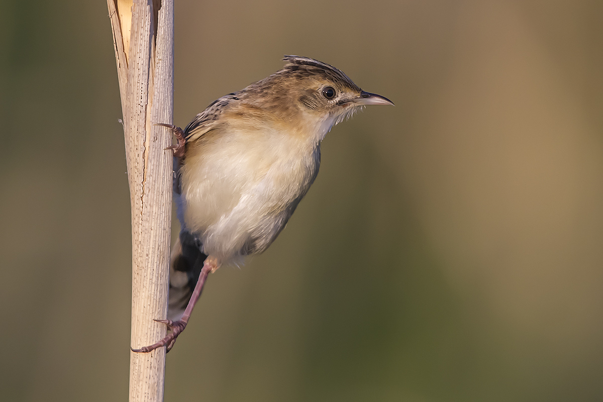 Zitting Cisticola