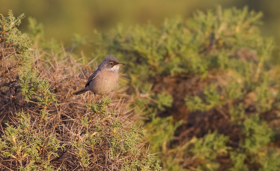 Spectacled Warbler