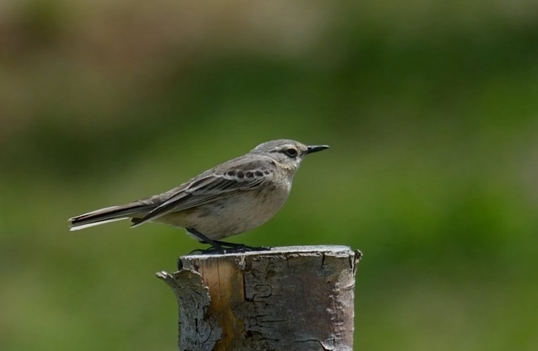 Water Pipit