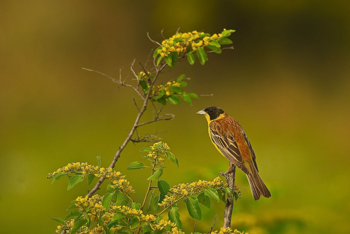 Black-headed Bunting