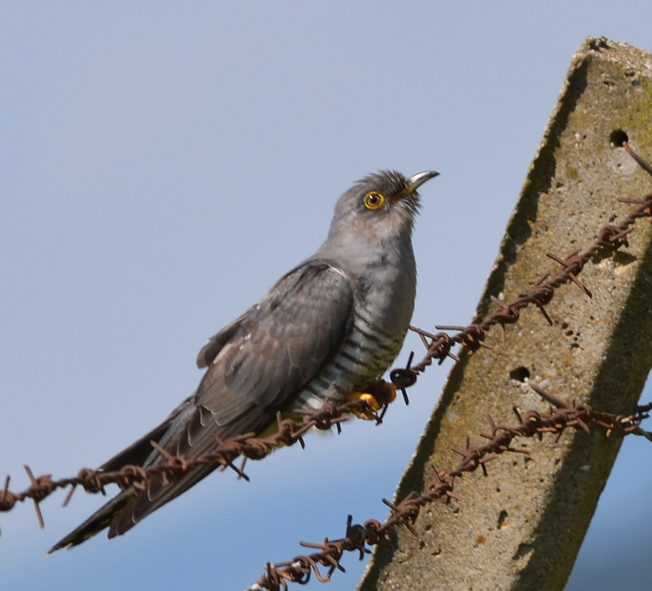 Common Cuckoo