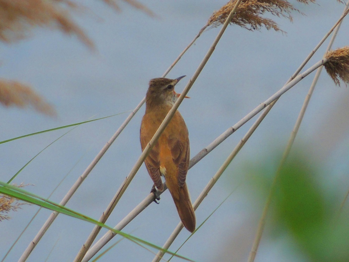 Great Reed Warbler