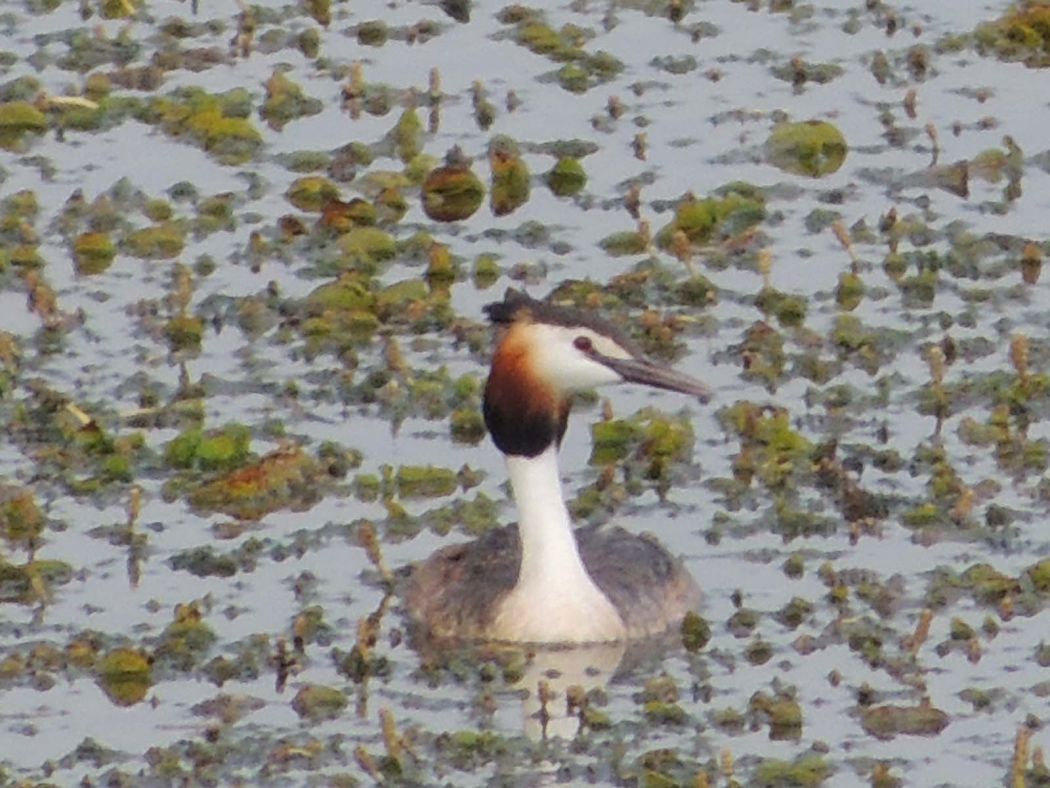 Great Crested Grebe