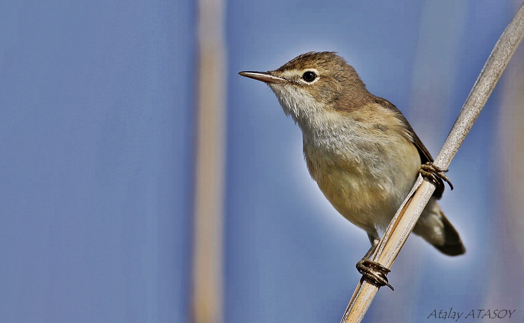 Common Reed Warbler