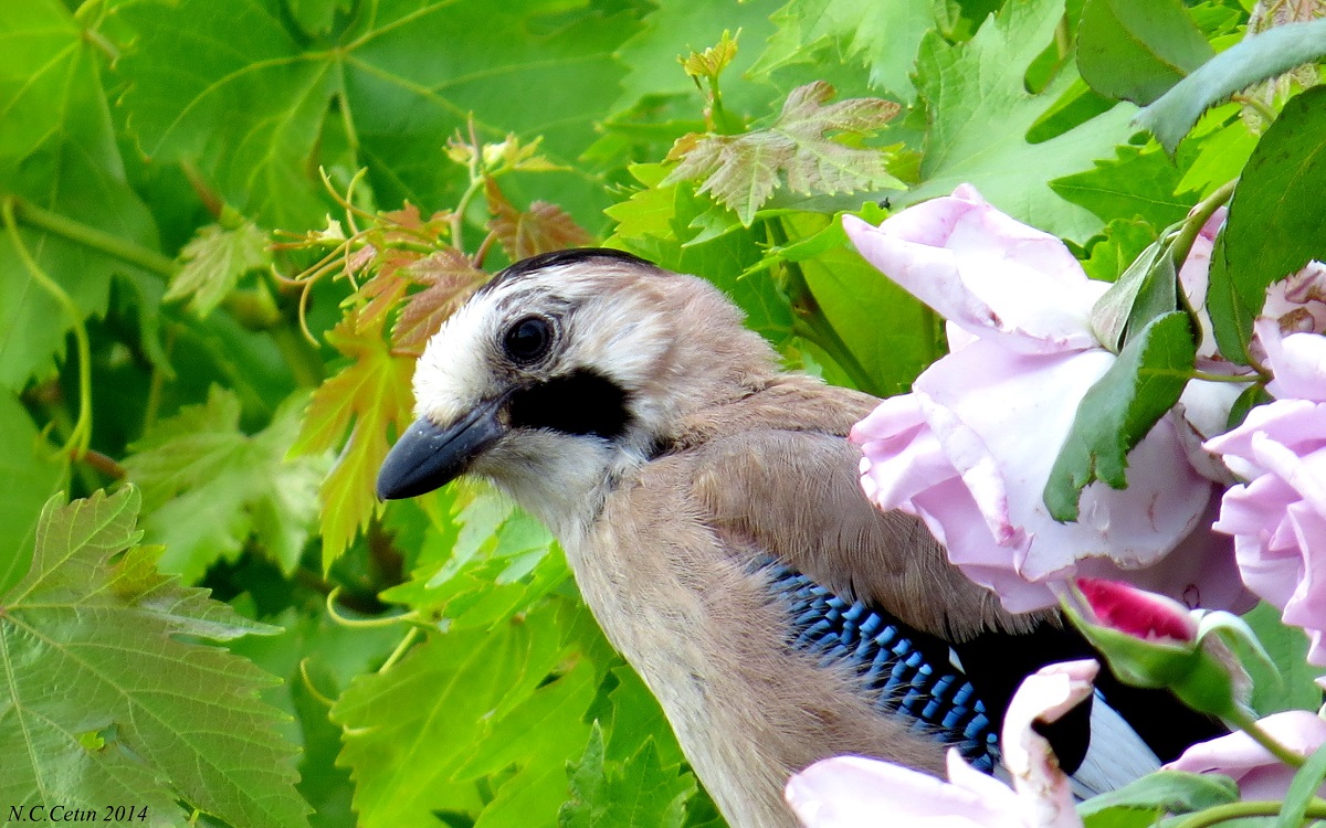 Eurasian Jay
