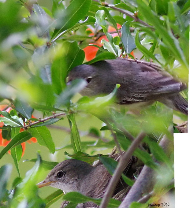 Olive-tree Warbler